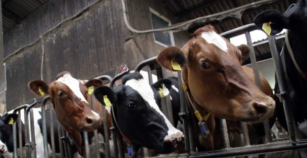 309376-cows_livestock_cattle_feed_foot_nose_snout_animals_food-920170