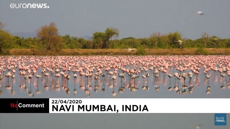 entyposiakes-eikones-ta-flamingko-kataklyzoyn-moympai-binteo