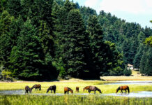 ΠΩΛΕΙΤΑΙ: Ξεκίνησαν οι πωλήσεις εκτάσεων σε Natura, μόλις ψηφίστηκε το Νομοσχέδιο Χατζηδάκη;