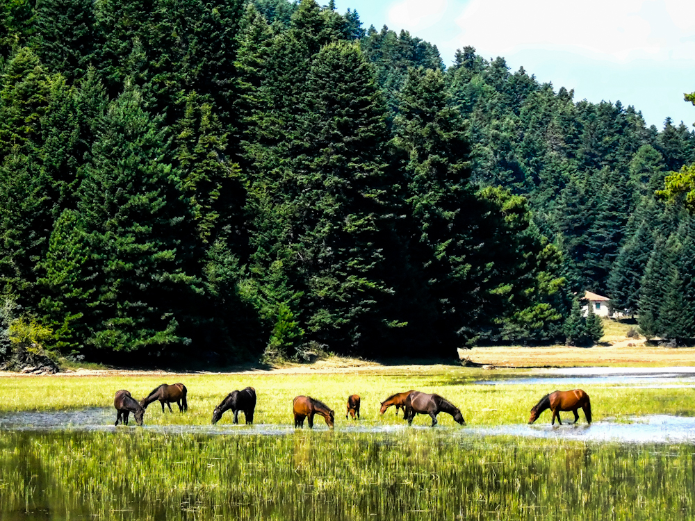 poleitai-ksekinisan-oi-poliseis-ektaseon-se-natura-molis-psifistike-nomosxedio-xatzidaki